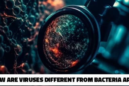 how are viruses different from bacteria apex